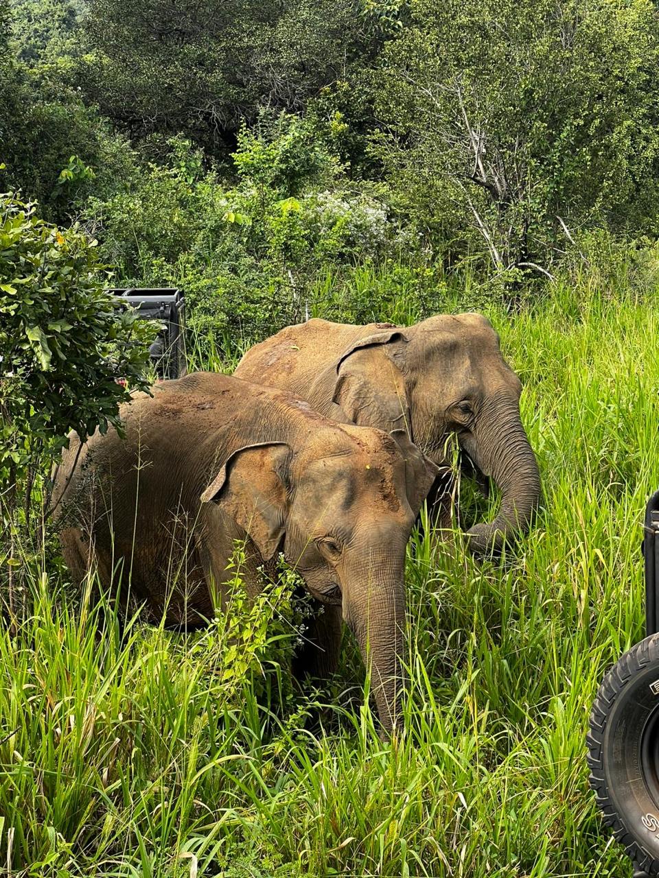 Sri Lanka travel photo